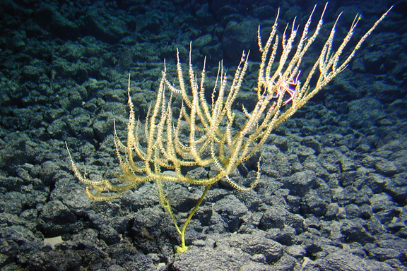 New genus of bamboo coral from 1600 m depth off Hawaii