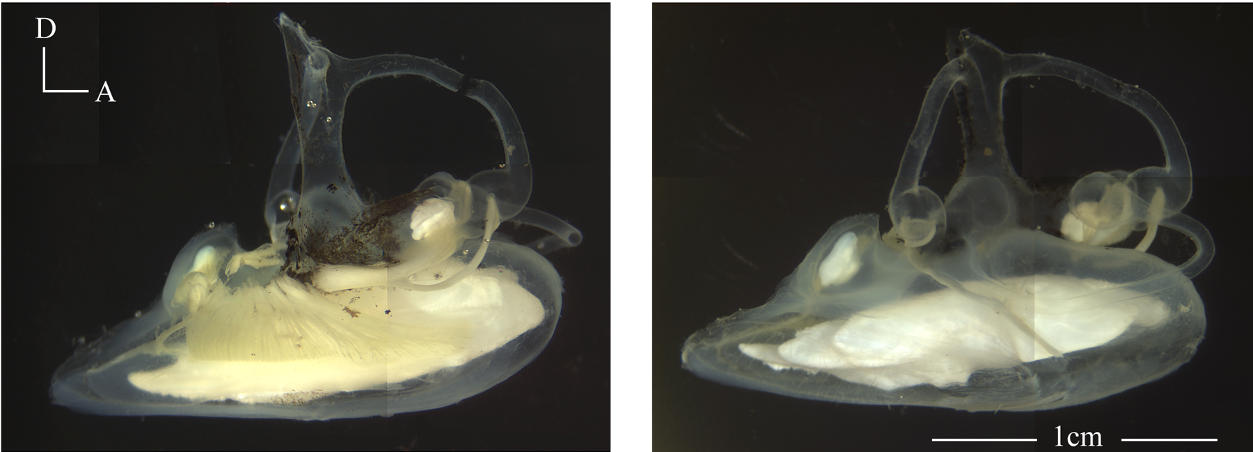 These are pictures of the left and right ears of the blue antimora (Antimora rostrata), a deep-sea cod. In the picture of the right ear (on the right), you can clearly see the three otolith organs as white objects. The saccular otolith in this species is very large and heavy. Copyright Xiaohong Deng, Neuroscience and Cognitive Science Program, University of Maryland. http://www.life.umd.edu/biology/popperlab/research/deepsea.htm.