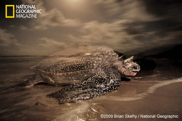 Leatherback Sea Turtle. Image used with permission ©2009 Brian Skerry / National Geographic.
