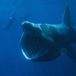 Friday Deep-sea Picture: Basking Shark