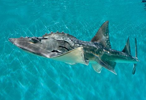 A shark ray at the Newport Aquarium.  Photo courtesy of the Newport Aquarium