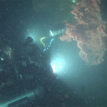 Friday deep-sea picture: Deepworkers find Primnoa