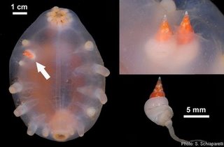 Dr. Mah direct quoate, "Small snails (genus Stilapex) that work their way into the body wall and suck on their juices!! So, what's weirder then sea pigs??? SEA PIG SNAIL PARASITES!!!!" Photo from Australian R/V Tangaroa weekly log 
