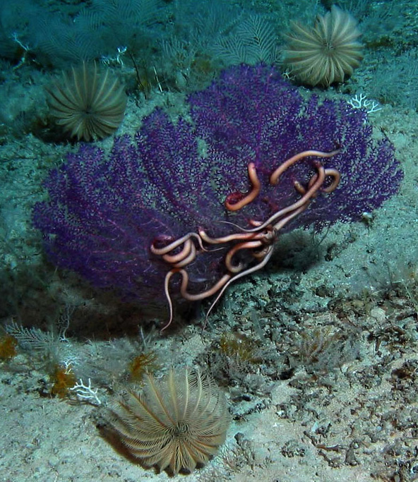 Three Endoxocrinus maclearanus flank a purple sea fan with a snake star, courtesy Bioluminescence 2009 Expedition, NOAA/OER