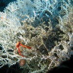 Deep Sea Corals and Methane Seeps