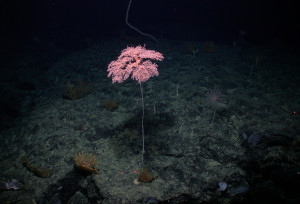 Colony of Metallogorgia melanotrichos  on New England Seamount Chain. Image courtesy of the Mountains in the Sea Research Team; the IFE Crew; and NOAA.