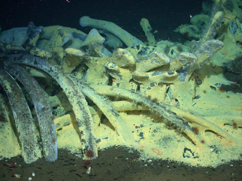 NOAA Ocean Explorer: Expedition to the Deep 2006 Slope Logs