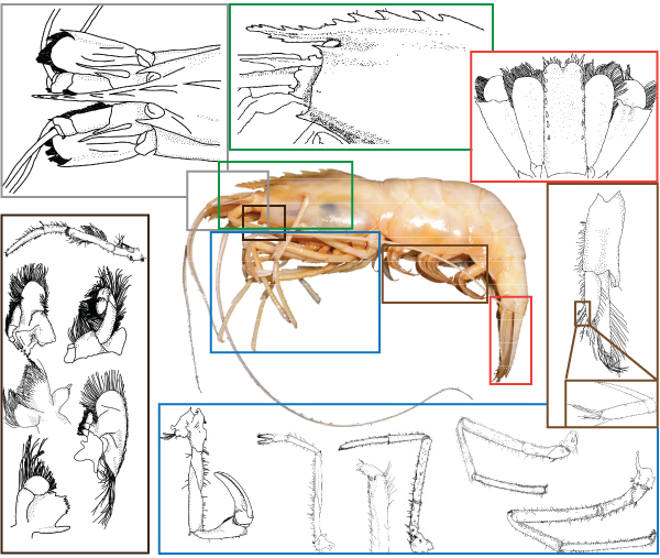 <em>Alvinocaris komaii</em> whole and line drawings of its body parts. Mouth parts include (from bottom) Mandible, Maxillae 1 & 2, Maxillipeds 1-3. Pereopods (legs, bottom) 1-5 left to right. An example of a Pleopod is given (right, middle), inset is the <em>appendix masculina</em>, or shrimp penis. The telson (right, top) the central part with the notch in the end, flanked by uropods.