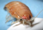Deep Sea Isopod, about 4cm long. Photo courtesy of MBARI.
