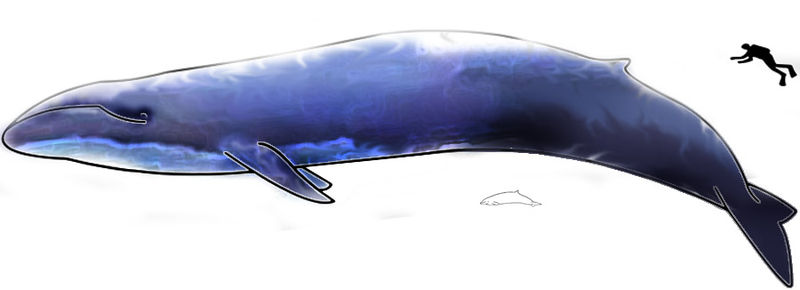 The largest, Blue Whale and smallest, Hector Dolphin, cetaceans. From wikimedia commons