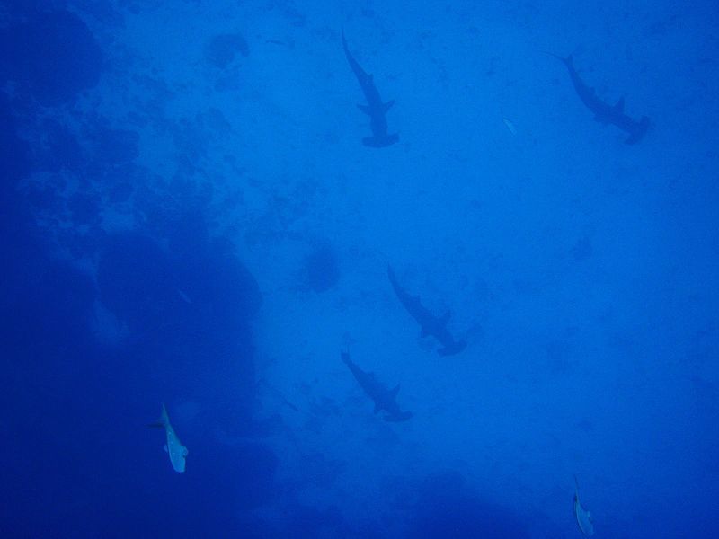 School of scalloped hammerheads (Sphyrna lewini) in the Galapagos. Source Anthony Patterson available from Wikimedia commons and available Creative Commons Attribution 2.0 License.