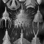 Great Abyssal Diversity Among the Microscopic