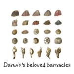 Ex Omnia Conchis: Darwin and His Beloved Barnacles