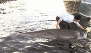 6-Gill Shark in a freaking river!