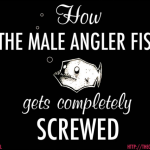 How the Male Anglerfish Got Totally Screwed