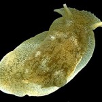 Molluscan sexcapades cause unrest in Australia
