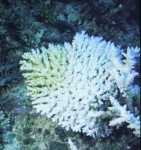 Bleached coral: © Coral Reef Alliance