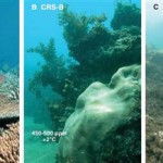 Not Good Enough: Copenhagen Accord May Doom Coral Reefs