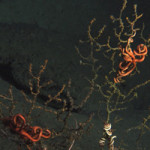 Scientists Observe Damage to Deep-sea Corals Pt. 2