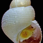 Move Over Boneworm, the Bone Snail is Taking Over