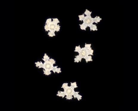 Brittle star larvae "snowflakes"