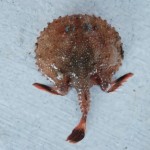 Bat fish, Razor fish, and Frog crab rediscovered