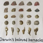 Darwin Day Repost – Ex Omnia Conchis: Darwin And His Beloved Barnacles