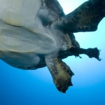 Guest Post: Crowd-Sourcing Science to Save Sea Turtles