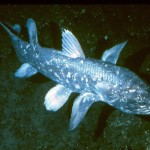 From The Editor’s Desk: The Secret Life of the Coelacanth