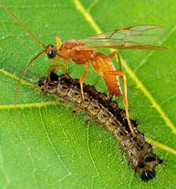 parasitoid wasp