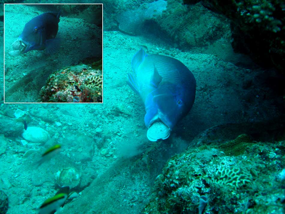 Tool Use In Fish Deep Sea News