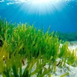 I hate plants, but seagrasses are awesome