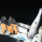 A wicked bad idear: National Geographic hunts bluefin tuna for entertainment