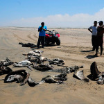 What is Peru’s dolphin and pelican die-off telling us?