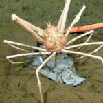 Life on the Leg of a Crab