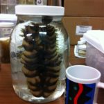 New nightmare fuel: the giant scaleworm Eulagisca