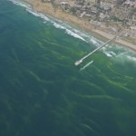 What is the green sea foam off La Jolla Shores (San Diego)?
