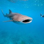 Why are whale sharks so small?