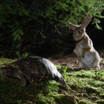 Understanding How Hares and Big Lineman Lose Races Through Sucking Feet