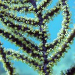 By trying to look sexier you may be ruining sex for corals.
