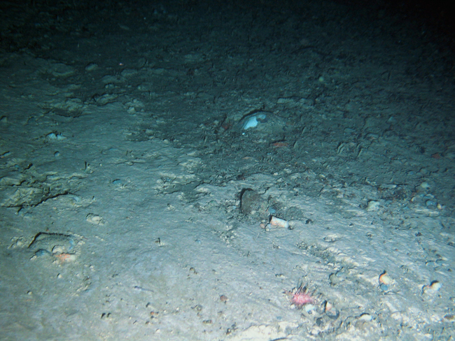 Photo showing the edge of the cuttings pile at Laggan in the Faroe-Shetland Channel. The cuttings are at the bottom of the picture and the natural seabed at the top.