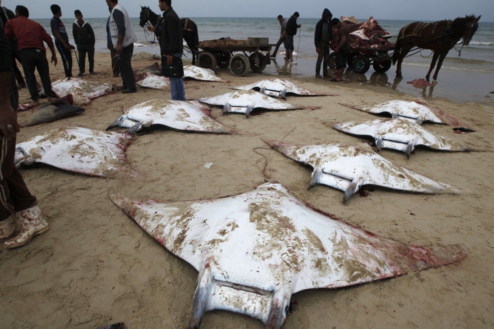 Dozens of large dead mobulid rays on a beach in Palestine. Click to go to Repubblica.it