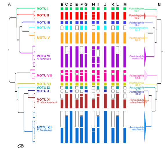 Phylogenetic tree of Pontohedyle built using DNA sequences. Each colour represents a separate cryptic species (Jörger et al. 2012)