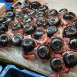 Giant Fish Eyes For Sale