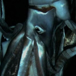 Why the giant squid eye?