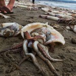 Climate Change and Hurricanes, Good for Squid?