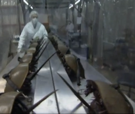 Researcher prepares horseshoe crabs for bleeding. Screen cap from video at the end of this post.