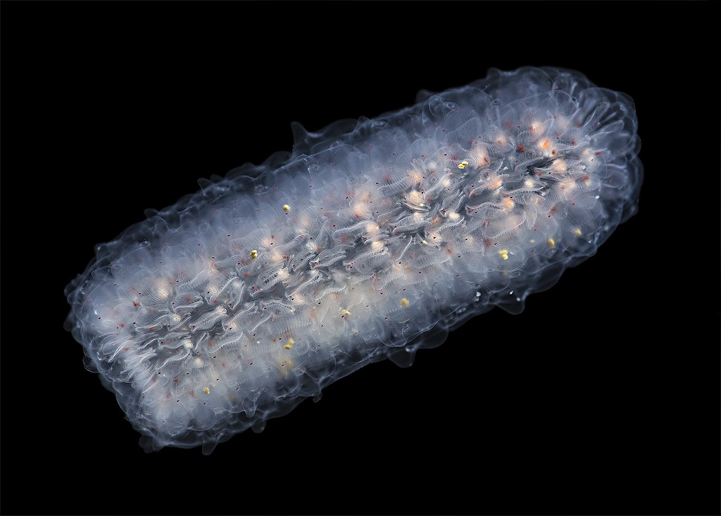 A small pyrosome colony. Each basket-like structure is the gut of an individual member. Photo by Stefan Siebert, used with permission.