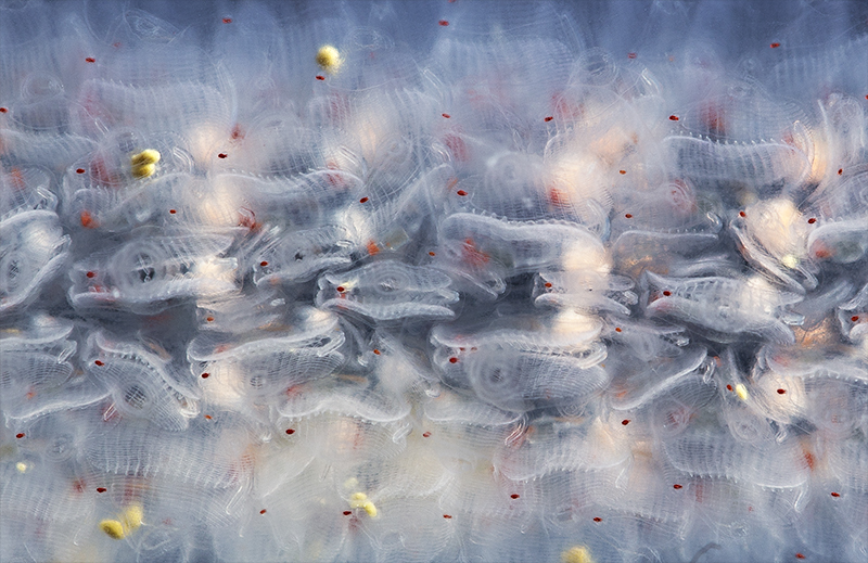 A closeup shot of individual members of the pyrosome colony. With the basket-like gut visible. Photo by Stefan Siebert, used with permission. 