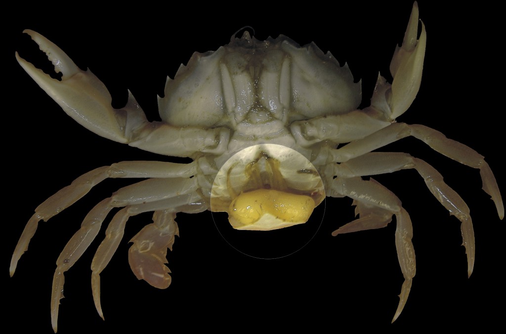 A rhizocephala bursting from the abdomen of a crab. Image source: wikipedia. 